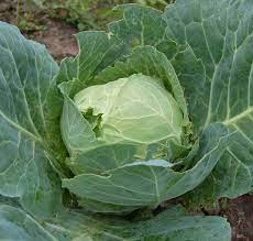 Check spelling or type a new query. Cold Hardy Vegetables Let You Get A Head Start On Spring