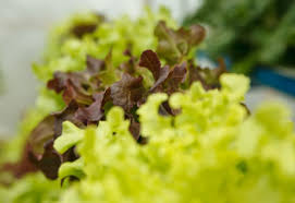 Having your own aquaponics garden is also both a great learning project for children, as well as a lovely. How To Start An Aquaponic System Design Setup Planet Natural