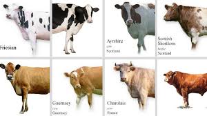 We don't get as much for bull calves, but we don't have calving problems. Jersey Cow Or Desi Cow Which Milk Is Better For Your Health Jersey Cow Cow Heifer