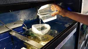 How long to float fish? How To Properly Acclimate Fish And Reduce Stress For New Fish Glass Aquatics
