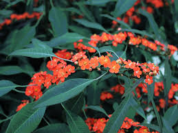 Image result for Euphorbia fulgens