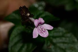 Image result for Isoglossa