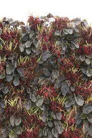 Image result for Coleus buchananii