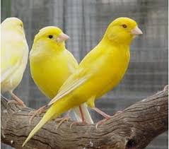 صور عصافير كناري خلفيات عصفور كنارية أجمل صور كنارى موقع حصري Yellow Bird Canary Birds Bird