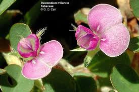 Image result for Fabaceae subfamily Papilionoideae