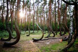 the 10 coolest trees in the world the environmentor crooked forest magical places forest