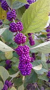 Care Of Beautyberry How To Grow American Beautyberry Shrubs Garden Shrubs Bushes And Shrubs Flowering Bushes