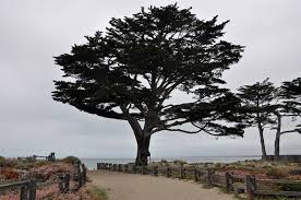 Image result for Cupressus macrocarpa
