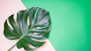 Imagem de green and plants plant leaves aesthetic desktop wallpaper plants. Plant Aesthetic Laptop Wallpapers On Wallpaperdog