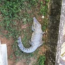 Interested in flipbooks about buku teks pjpk tahun 4? Photos At Taman Buaya Crocodile World