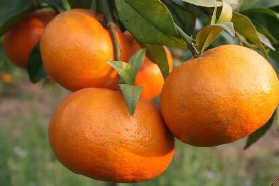 Quả cam Canh giá bao nhiêu trên thị trường ? | Fuji Fruit | Hệ thống hoa  quả sạch nhập khẩu Fuji