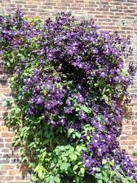 Maybe you would like to learn more about one of these? What Is Clematis Wilt And How To Identify It And Avoid It Plus Wilt Resistant Clematis