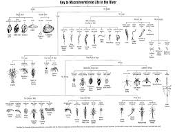 Lesson Plan Healthy Water Dichotomous Key Practices Worksheets Kindergarten Worksheets Printable