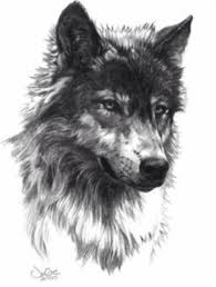 So let's see how you could draw this courageous animal by following this 11 steps tutorial. Perfect Example Of The Sketch Like Style I Want For My Half Sleeve On My Left Arm Although I Want The Wolf T Tribal Wolf Tattoo Wolf Tattoo Design Wolf Tattoo