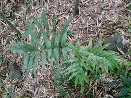 Image result for Pteris linearis