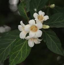 Image result for Rothmannia globosa