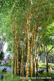 Image result for Bambusa vulgaris