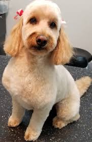 Crazy About Pets Groomery