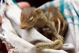 Including being without food for hours or even days. How To Rescue Care For An Orphaned Baby Squirrel