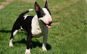 Miniature Bull Terrier Easy To Follow Guide Experts Advice