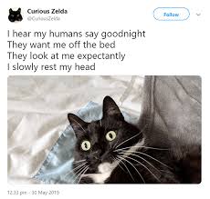 Curious Zelda Is Back With Some More Funny Limericks From Her Daily Life I Can Has Cheezburger Cat Poems Funny Cats Dumb Cats