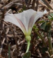 Image result for Convolvulus goyderi