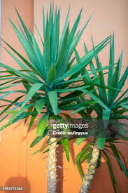 Image result for yucca gigantea en casa