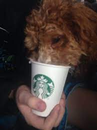 Pup Cup Starbucks Minigoldendoodle Mickey Mini Goldendoodle Glassware Tableware