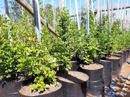 Image result for Cassinopsis ilicifolia