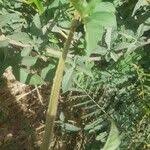 Image result for Merremia pterygocaulos