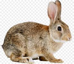 nacionales de conejo conejo de angora conejo imagen png imagen transparente descarga gratuita nacionales de conejo conejo de angora