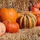 WV Pumpkin Festival
