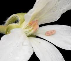 Image result for Pelargonium luridum