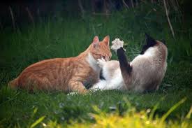 Mar 26, 2021 · to tell if cats are playing or fighting, listen for aggressive sounds, like hissing or growling, which cats only make in a fight. How To Know If My Cats Are Fighting Or Playing Hissing And Biting
