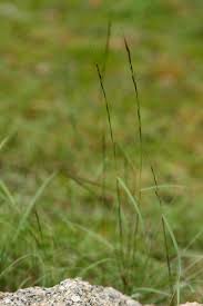 Image result for Aristida adscensionis