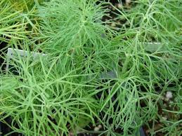 Image result for Anethum