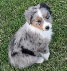 Black White And Brown Corgi Australian Shepherd Smart Working Dog In 2020 Puppies Aussie Puppies Shepherd Puppies
