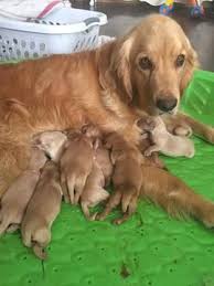 These beautiful canines have an equally beautiful personality. Litter Of 9 Golden Retriever Puppies For Sale In Oakhurst Ca Adn 36005 On Puppyfinder Com Gender Male S And Femal Golden Retriever Puppies For Sale Puppies