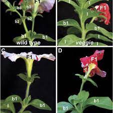 Pdf Inflorescence Development In Petunia Through The Maze Of Botanical Terminology