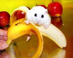 I Peel Banana Pompon Banana Monkey And Banana Hamster Eating