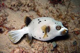 Pufferfish Saltwater Petguide Puffer Fish Fish Dog Face
