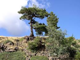 Mavi ladin aslında bir çam ağacı şeklinde olup, oldukça tatlı ve şık görünen bir bitkidir. Karacam Tohumu Nedir Nasil Ekilir Nasil Sulanir