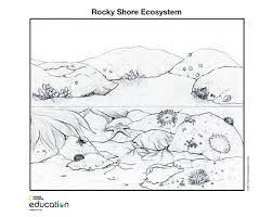 1200x1600 greatest pond animals coloring pages ecosystem rivers and ponds 650x912 arctic coloring pages arctic ecosystem national geographic society Coloring Pages National Geographic Society
