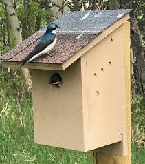 We did not find results for: Bird Populations Dive In Part Due To Climate Change Says Alberta Naturalist Cbc News