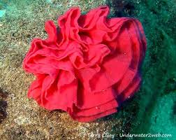 Their scientific name means six blood coloured gills. Meet The Hawaiian Spanish Dancer The Garden Island