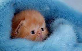 Enjoy the beautiful art of anime on your screen. Cute Things Wallpapers Wallpaper Cave