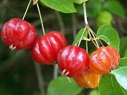 Cherry trees are central leader trees. How To Grow Brazilian Cherry Trees Plant Instructions