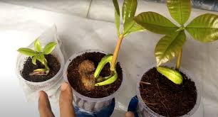 We did not find results for: How To Grow Cashew Plant At Home Quick And Easy Way Lean Agro