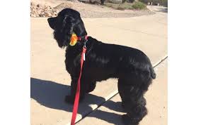 Aussie pet mobile is a quality pet grooming service that offers an exceptional full service grooming experience for your pets in a stress free environment in full comfort and safety right in your driveway. Dog And Cat Grooming By Aussie Pet Mobile Nw Tucson In Tucson Az Alignable