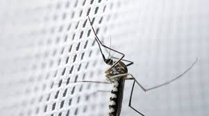 Maybe you would like to learn more about one of these? Anti Moustique Naturel Solutions Repulsifs Moustiques Cote Maison